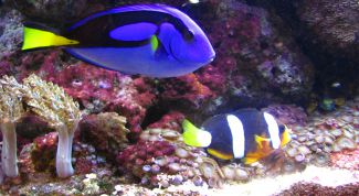 Картинка по теме - как менять воду у рыбок