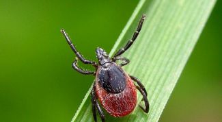 Картинка по теме - как узнать, что вас укусил клещ