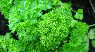 Картинка по теме - как посеять петрушку