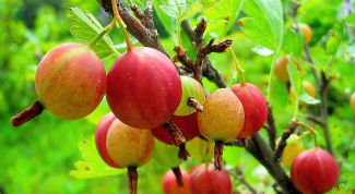 Картинка по теме - как посадить крыжовник