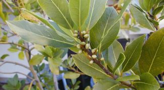 Картинка по теме - как вырастить персик из косточки