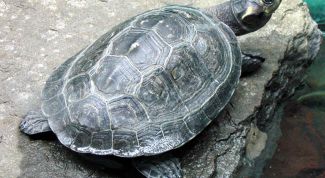 Картинка по теме - как найти черепаху