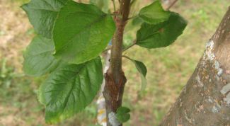 Картинка по теме - как прививать растение