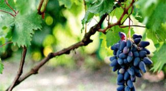 Картинка по теме - как прорастить виноград