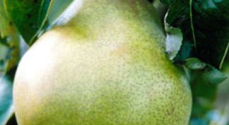 Картинка по теме - как обрезать грушу