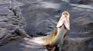 Картинка по теме - как ловить на джиг