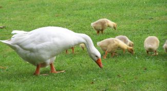 Картинка по теме - как построить гусятник