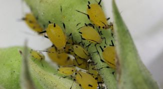 Картинка по теме - как избавиться от тли на комнатных цветах