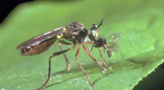 Картинка по теме - как уничтожить мошек