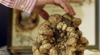 Картинка по теме - как вырастить трюфель