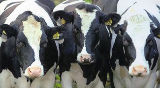 Картинка по теме - как построить ферму для коровы