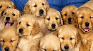 Картинка по теме - как кормить ретривера