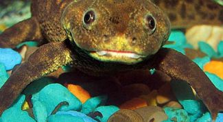 Картинка по теме - как содержать тритона
