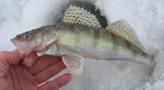 Картинка по теме - как ловить берша