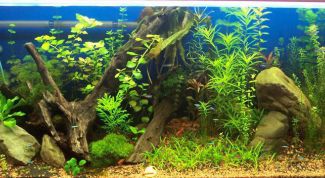 Картинка по теме - как отстаивать воду для аквариума