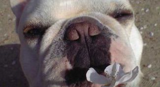 Картинка по теме - как назвать пса