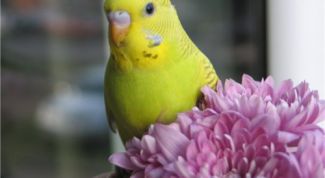 Картинка по теме - как научить говорить волнистого попугайчика