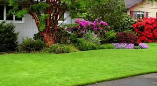 Картинка по теме - как сеять газон