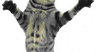 Картинка по теме - как отучить кота царапаться