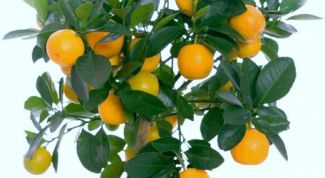 Картинка по теме - как вырастить апельсин из косточки