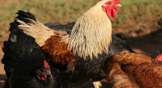 Картинка по теме - как отличить курочку от петушка