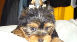 Картинка по теме - как клеить уши йорку