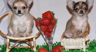 Картинка по теме - как дрессировать чихуахуа