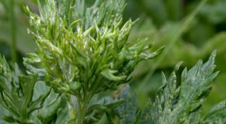 Картинка по теме - как пить полынь