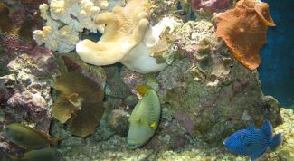 Картинка по теме - как чистить грунт в аквариуме