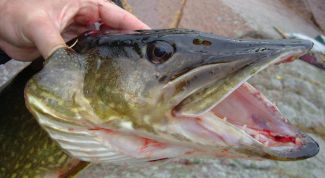 Картинка по теме - как украсить щуку