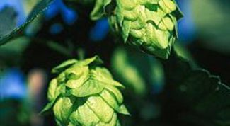 Картинка по теме - как заваривать хмель