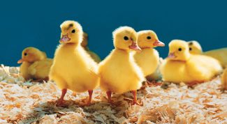 Картинка по теме - как развести уток