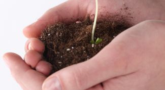 Картинка по теме - как получить садовый участок