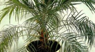 Картинка по теме - как вырастить финик из косточки