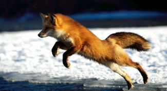 Картинка по теме - как ставить капканы на лису
