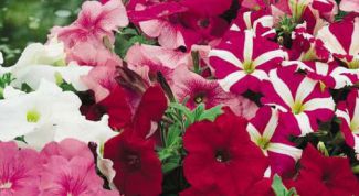 Картинка по теме - как вырастить питунию