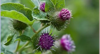 Картинка по теме - как применять репейное масло