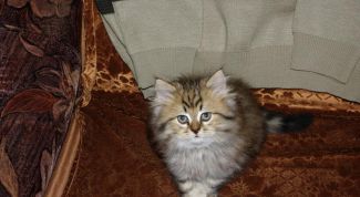 Картинка по теме - как очистить одежду от шерсти