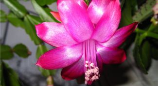 Картинка по теме - как заставить цвести декабрист