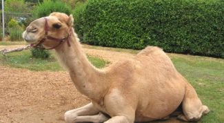 Картинка по теме - как назвать верблюда