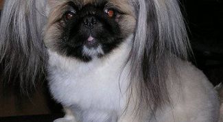 Картинка по теме - как подстричь пекинеса