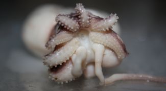 Картинка по теме - как замариновать кальмаров