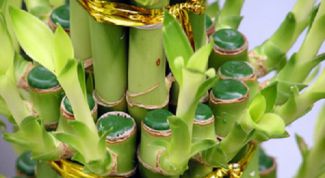 Картинка по теме - как пересадить бамбук