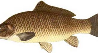 Картинка по теме - как солить икру сазана