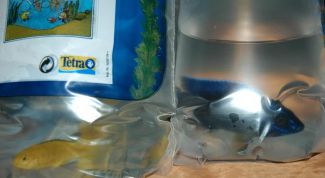 Картинка по теме - как перевозить рыбок