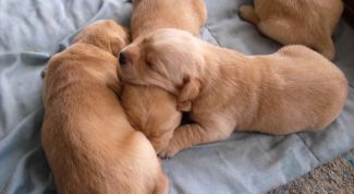 Картинка по теме - как принять роды у той-терьера