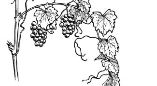 Картинка по теме - как рисовать виноград