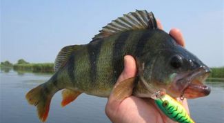 Картинка по теме - как поймать крупного окуня