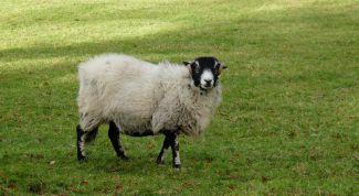 Картинка по теме - как избавиться от запаха баранины