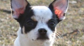 Картинка по теме - как поставить уши чихуахуа